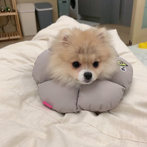 Honey Sleep 寵物頸圈 [防舔咬頸圈] 灰色XL- ParisDog- MorPetPet